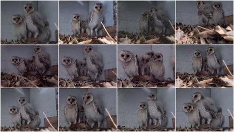 Reintroducción de la lechuza en Barcelona