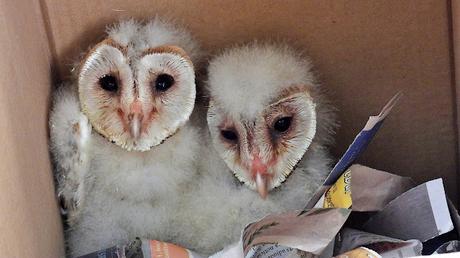 Reintroducción de la lechuza en Barcelona