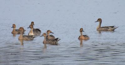 OCTUBRE, EL MES DE LOS PATOS