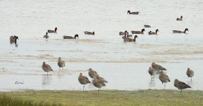 OCTUBRE, EL MES DE LOS PATOS