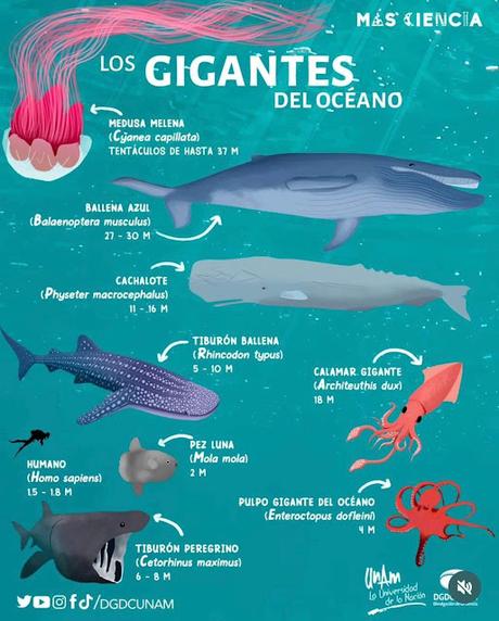 Los gigantes del ocĂŠano