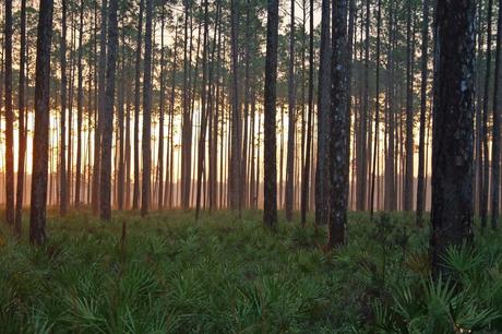 Bosque Nacional Osceola