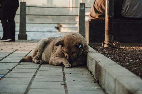 Córdoba con perro: descubre rutas y lugares pet friendly