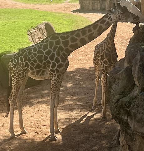 Día Mundial de los Animales Día Mundial de los Animales