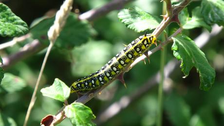 Ruta a la Cova de Santa Maria de Fustanyà y a les Coves de Rialb en la Vall de Ribes | Ripollès Ruta a la Cova de Santa Maria de Fustanyà y a les Coves de Rialb en la Vall de Ribes | Ripollès