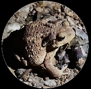 Camí del Bosc: el sendero secreto por el bosque del Camping Vall de Ribes hasta Ribes de Freser | Ripollès Sapo común (Bufo spinosus)