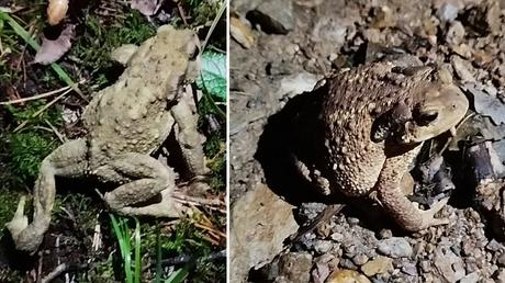 Camí del Bosc: el sendero secreto por el bosque del Camping Vall de Ribes hasta Ribes de Freser | Ripollès Camí del Bosc: el sendero secreto por el bosque del Camping Vall de Ribes hasta Ribes de Freser | Ripollès