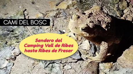 Camí del Bosc: el sendero secreto por el bosque del Camping Vall de Ribes hasta Ribes de Freser | Ripollès Camí del Bosc: el sendero secreto por el bosque del Camping Vall de Ribes hasta Ribes de Freser | Ripollès