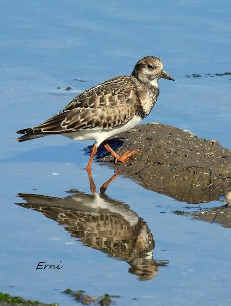 DOS BANDOS Y DOS INDIVIDUOS