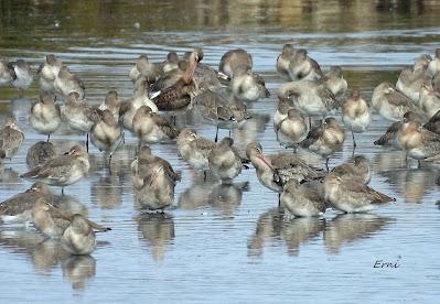 DOS BANDOS Y DOS INDIVIDUOS