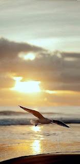 6.347 - TE VI VOLAR...