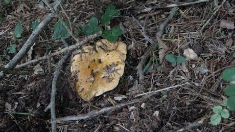 Ruta circular al Santuari de Corbera desde Espinalbet | El Berguedà