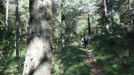 Ruta circular por las fuentes de la Riera de Metge y el Roc de l’Alou cerca de Berga | El Berguedà