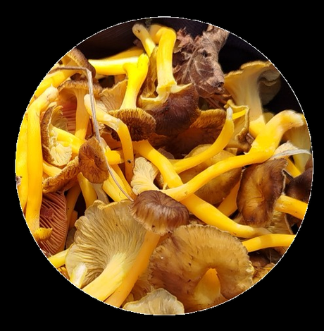 Camagroc o trompeta amarilla