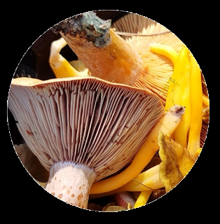 Níscalo o rovellón