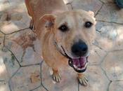 Salvando Vidas España refuerza compromiso adopción apadrinamiento responsable