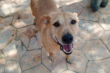 SOS Salvando Vidas España refuerza su compromiso con la adopción y el apadrinamiento responsable