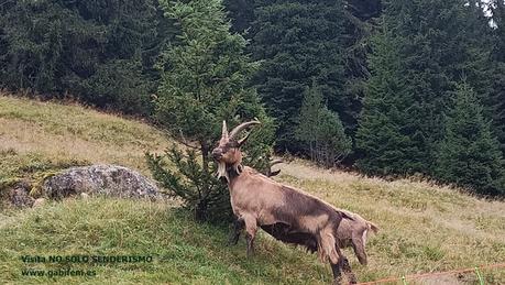 Refugio Odle - Geisleralm Refugio Odle - Geisleralm