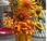 Girasoles Gogh