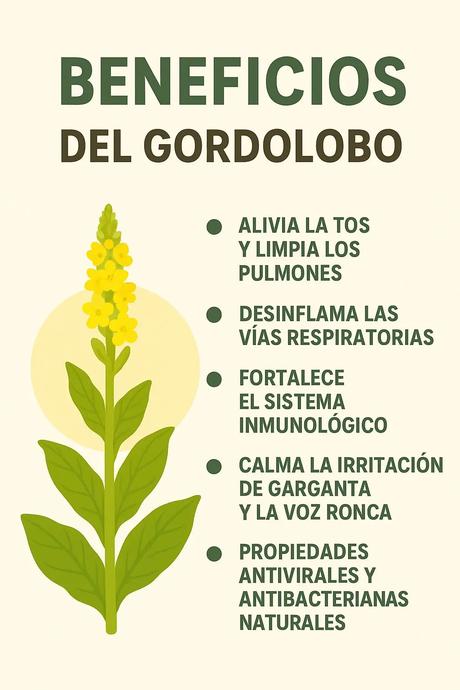Infografía de los beneficios del gordolobo