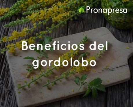 Beneficios del gordolobo