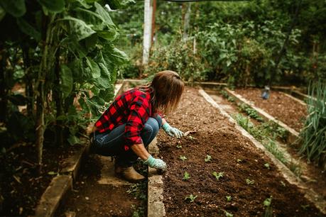 Las 5 herramientas esenciales para tu jardín medicinal (la #3 te ahorrará el doble de trabajo)