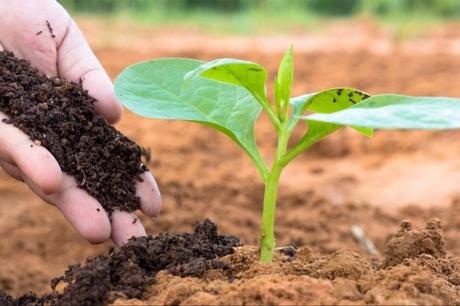 La gran oportunidad del campo español; regenerar los suelos antes de que sea tarde La gran oportunidad del campo español; regenerar los suelos antes de que sea tarde