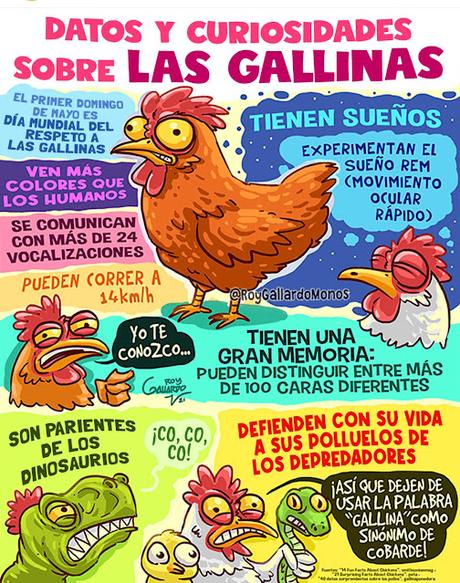 Gallinas