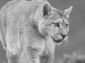 Oficios peculiares: puestero.