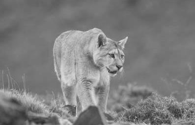 Oficios peculiares: el puestero. Oficios peculiares: el puestero.