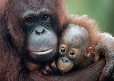 “Los amigos Bribón