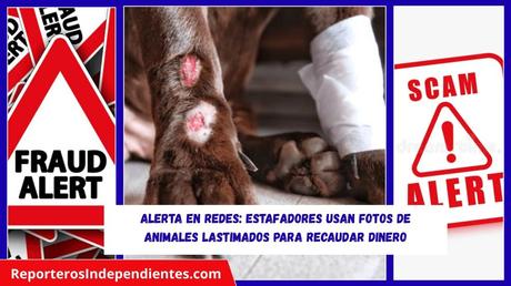 Alerta en redes: estafadores usan fotos de animales lastimados para recaudar dinero