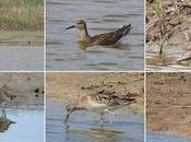 Combatiente (Philomachus pugnax): Tres Ejemplares Pleno Paso Migratorio Delta Llobregat.