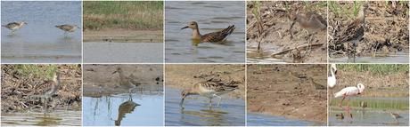 El Combatiente (Philomachus pugnax): Tres Ejemplares en Pleno Paso Migratorio en el Delta del Llobregat.