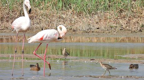 El Combatiente (Philomachus pugnax): Tres Ejemplares en Pleno Paso Migratorio en el Delta del Llobregat.