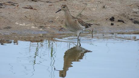 El Combatiente (Philomachus pugnax): Tres Ejemplares en Pleno Paso Migratorio en el Delta del Llobregat.