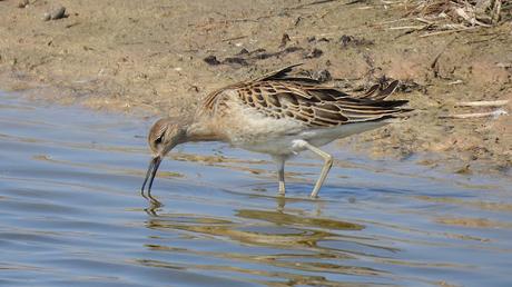 El Combatiente (Philomachus pugnax): Tres Ejemplares en Pleno Paso Migratorio en el Delta del Llobregat.