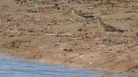El Combatiente (Philomachus pugnax): Tres Ejemplares en Pleno Paso Migratorio en el Delta del Llobregat.