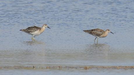 El Combatiente (Philomachus pugnax): Tres Ejemplares en Pleno Paso Migratorio en el Delta del Llobregat.