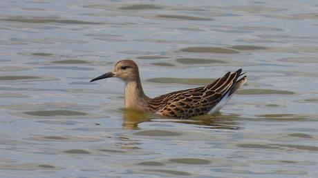 El Combatiente (Philomachus pugnax): Tres Ejemplares en Pleno Paso Migratorio en el Delta del Llobregat.