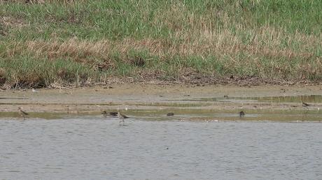 El Combatiente (Philomachus pugnax): Tres Ejemplares en Pleno Paso Migratorio en el Delta del Llobregat.