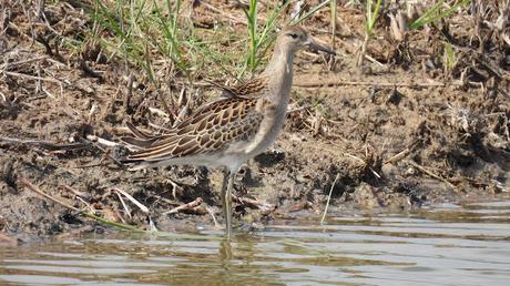 El Combatiente (Philomachus pugnax): Tres Ejemplares en Pleno Paso Migratorio en el Delta del Llobregat.