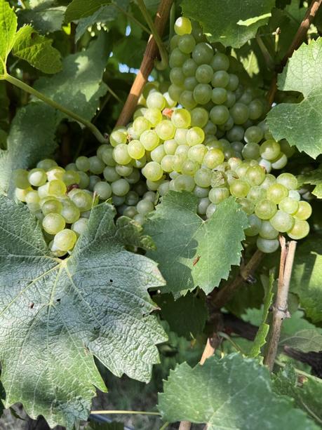 La Denominación de Origen Somontano concluye la vendimia del 2025