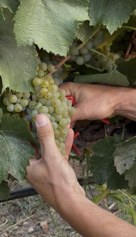 La Denominación de Origen Somontano concluye la vendimia del 2025