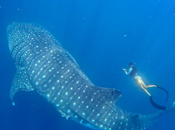 Internacional Tiburón Ballena: individuos esta especie encuentran Galápagos hembras adultas