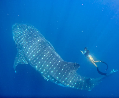 Día Internacional del Tiburón Ballena: el 95% de individuos de esta especie que se encuentran en Galápagos son hembras adultas