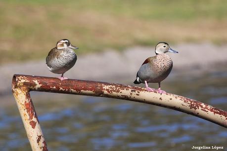 Laguna de Navarro (septiembre  2025)