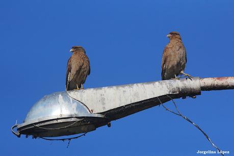 Laguna de Navarro (septiembre  2025)