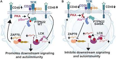Un estudio identifica un fallo genético en el lupus eritematoso Un estudio identifica un fallo genético en el lupus eritematoso
