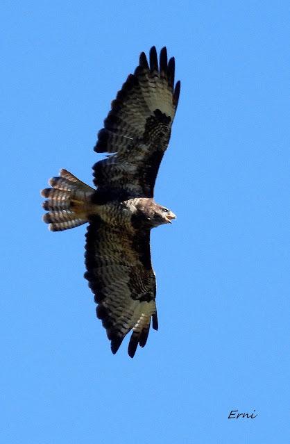 ACTUALIDAD Y ACTIVIDADES DE LOS ÚLTIMOS DÍAS